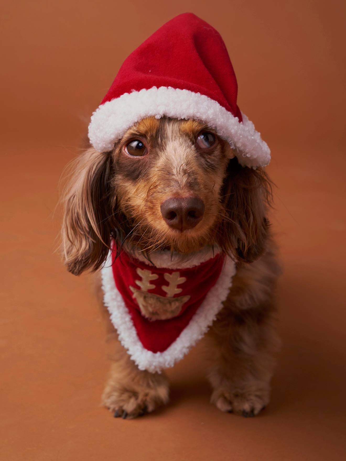 Vertbaudet Bandanaslabbetje + Kerstmuts Voor De Hond Family Rood